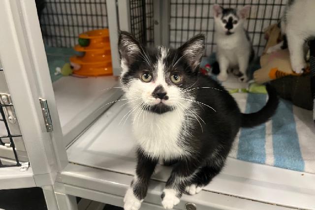 My name at SAFE Haven was Pegaso and I was adopted!