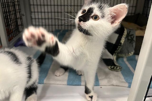 My name is Pinito and I am ready for adoption. Learn more about me!