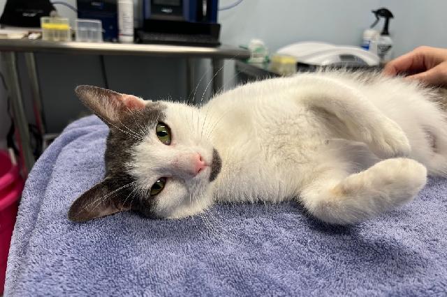 My name is Oddish and I am ready for adoption. Learn more about me!