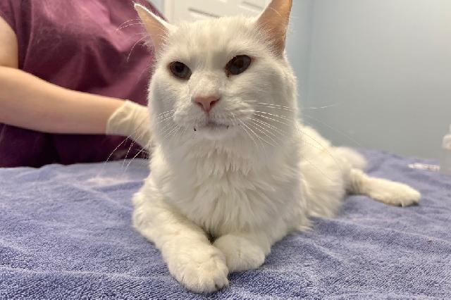 My name is Arctic Fox and I am ready for adoption. Learn more about me!