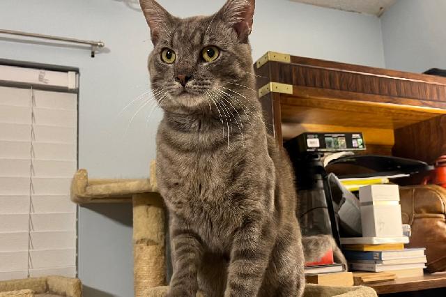 My name is Riverstone and I am ready for adoption. Learn more about me!