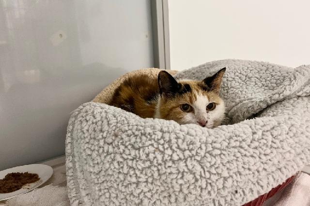 My name is Caterpie and I am ready for adoption. Learn more about me!