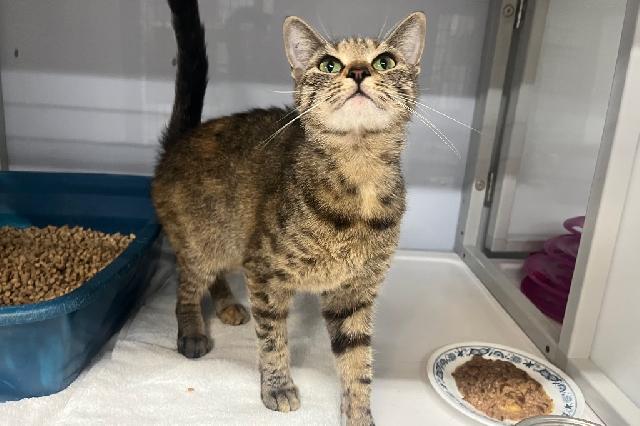 My name is Amaretto Cherry and I am ready for adoption. Learn more about me!