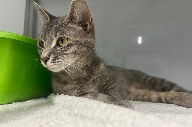 My name is Celosia and I am ready for adoption. Learn more about me!