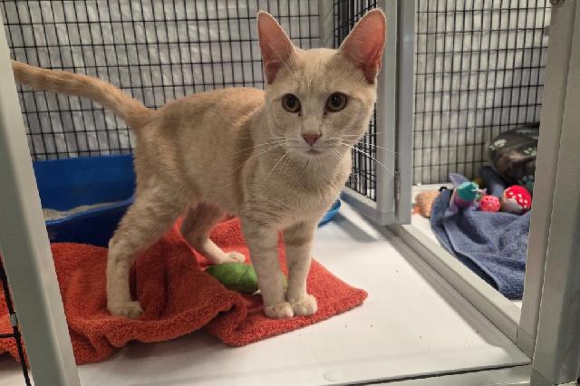 My name at SAFE Haven was Lorenzo and I was adopted!