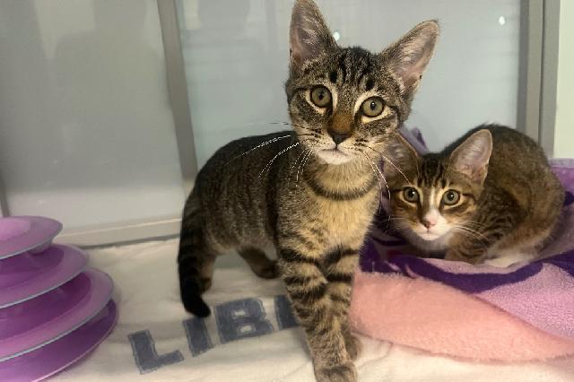 My name is Findlay and I am ready for adoption. Learn more about me!