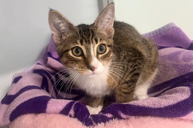 My name is Fritz and I am ready for adoption. Learn more about me!