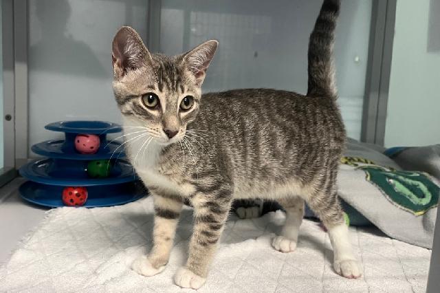 My name is Felix and I am ready for adoption. Learn more about me!