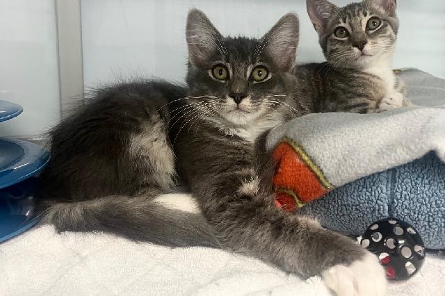 My name is Fitzpatrick and I am ready for adoption. Learn more about me!