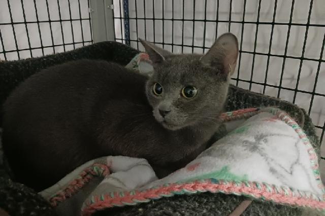 My name is Alakazam and I am ready for adoption. Learn more about me!