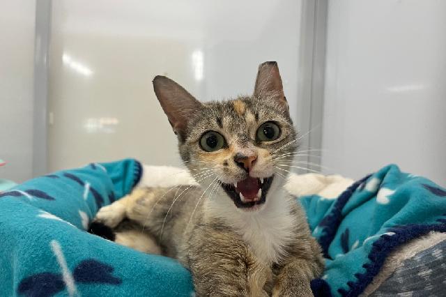 My name at SAFE Haven was Punkey Brewster and I was adopted!