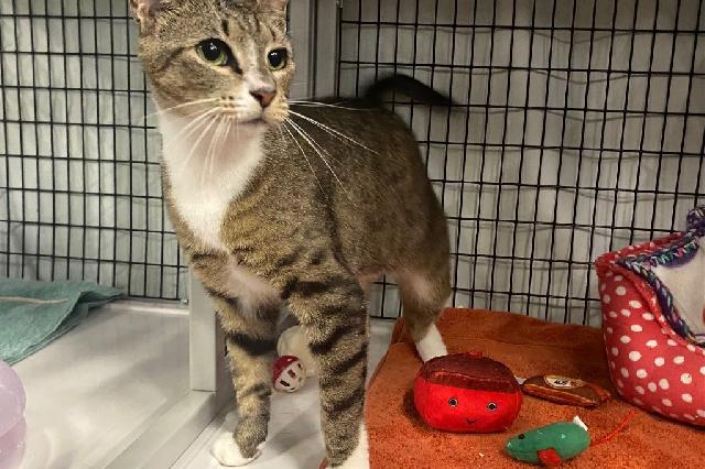 My name is Waltz and I am ready for adoption. Learn more about me!