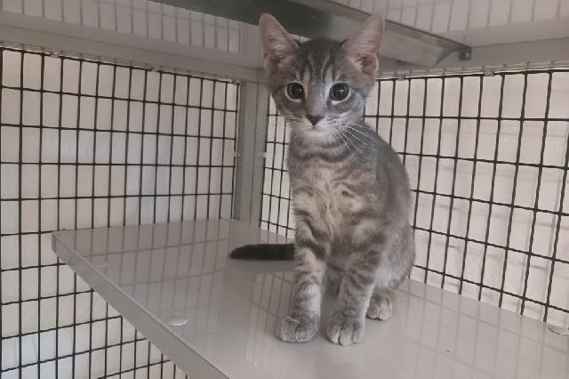 My name is Cha-Cha and I am ready for adoption. Learn more about me!