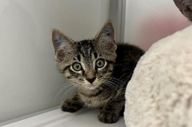 My name is Disco and I am ready for adoption. Learn more about me!
