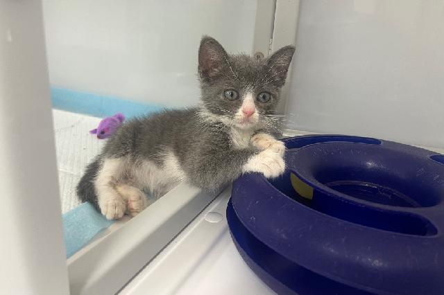 My name is Isaldina and I am ready for adoption. Learn more about me!