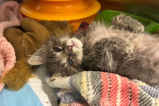My name at SAFE Haven was Imrich and I was adopted!