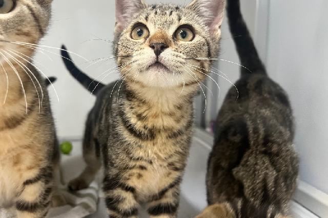 My name at SAFE Haven was Cardamom and I was adopted!