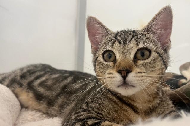 My name is Thai Basil and I am ready for adoption. Learn more about me!