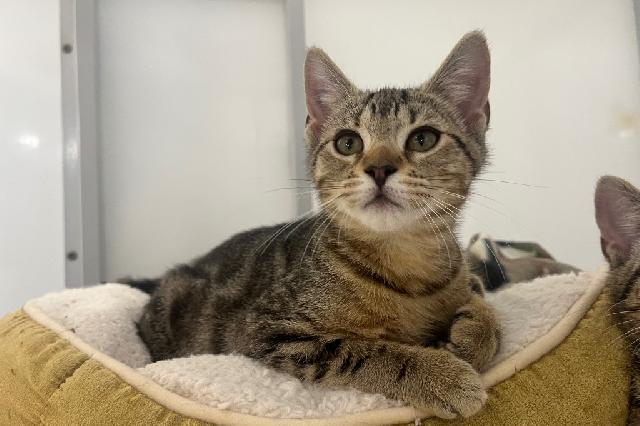 My name is Bay Leaf and I am ready for adoption. Learn more about me!