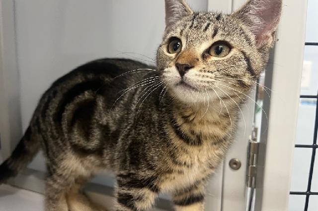My name at SAFE Haven was Seasalt and I was adopted!