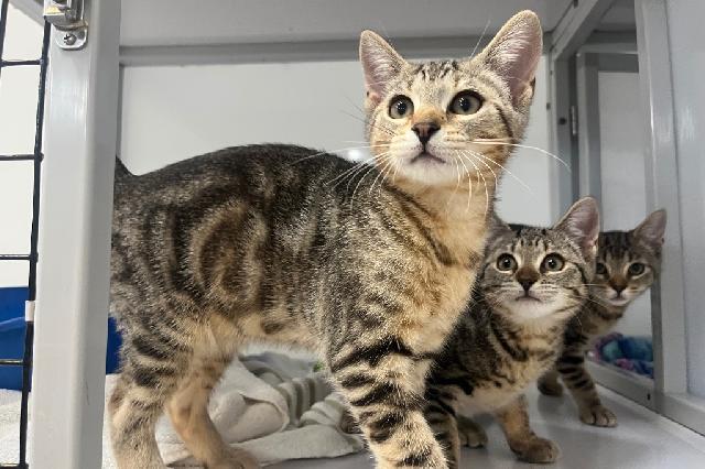 My name is Red Pepper Flakes and I am ready for adoption. Learn more about me!