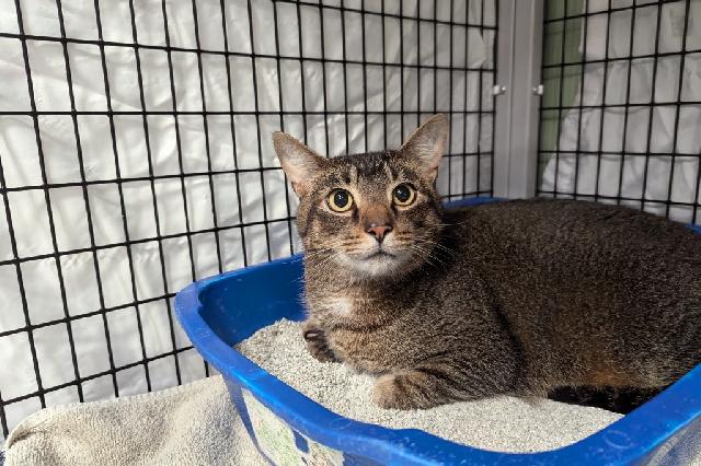 My name is Bartholomeow and I am ready for adoption. Learn more about me!