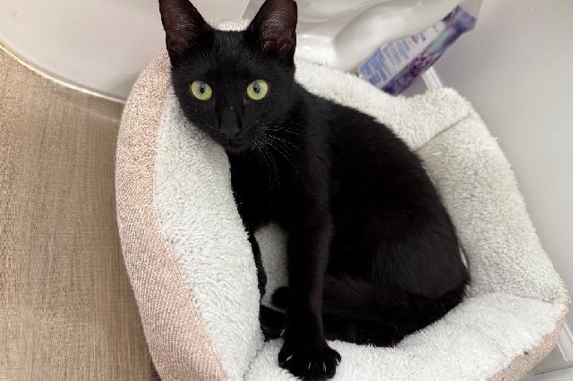 My name is Feeona and I am ready for adoption. Learn more about me!