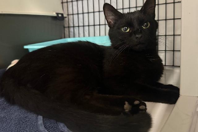 My name is Princess Belle and I am ready for adoption. Learn more about me!