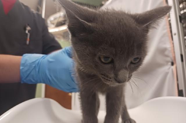 My name is Beauty and I am ready for adoption. Learn more about me!
