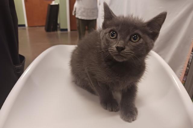 My name is Beast and I am ready for adoption. Learn more about me!