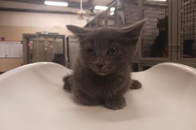 My name is Lumiere and I am ready for adoption. Learn more about me!