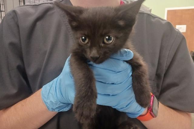 My name is Cogsworth and I am ready for adoption. Learn more about me!