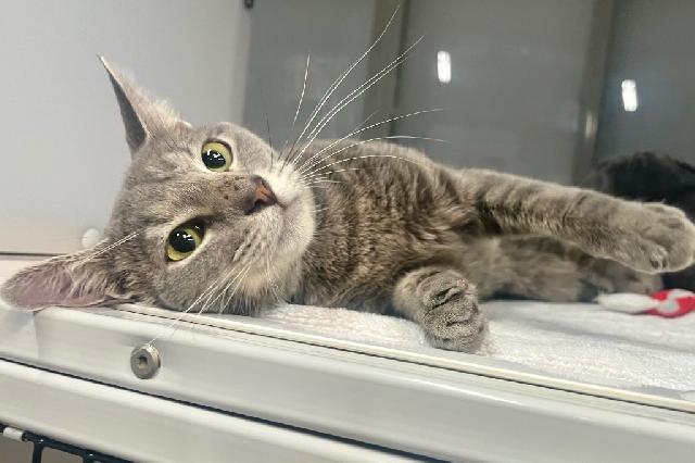 My name is Hematite and I am ready for adoption. Learn more about me!