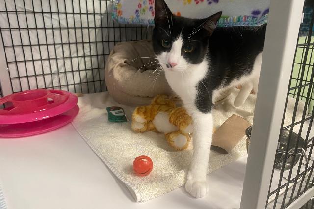 My name at SAFE Haven was Loon and I was adopted!
