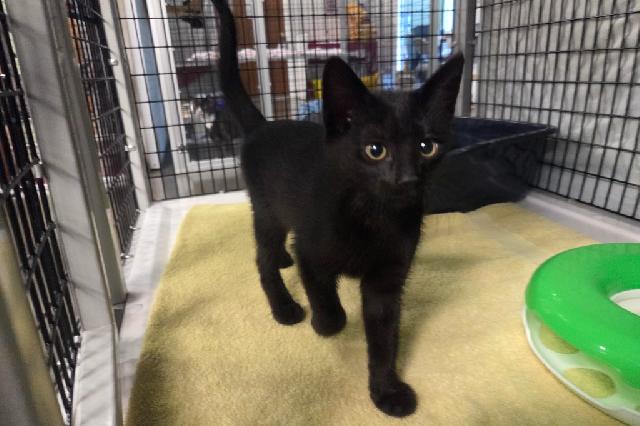 My name at SAFE Haven was Monkey Wrench and I was adopted!
