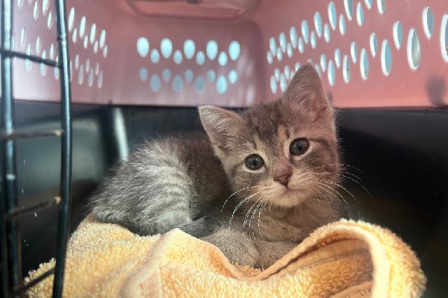 My name is Seagull and I am ready for adoption. Learn more about me!