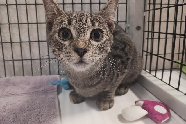 My name is The Pine Prince and I am ready for adoption. Learn more about me!