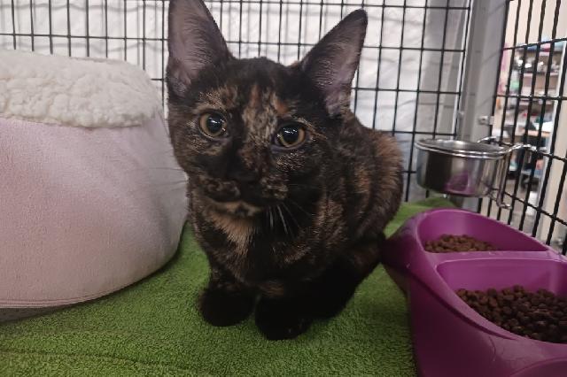 My name is The Elm Princess and I am ready for adoption. Learn more about me!