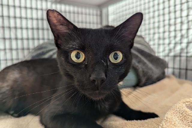 My name is Yosef and I am ready for adoption. Learn more about me!