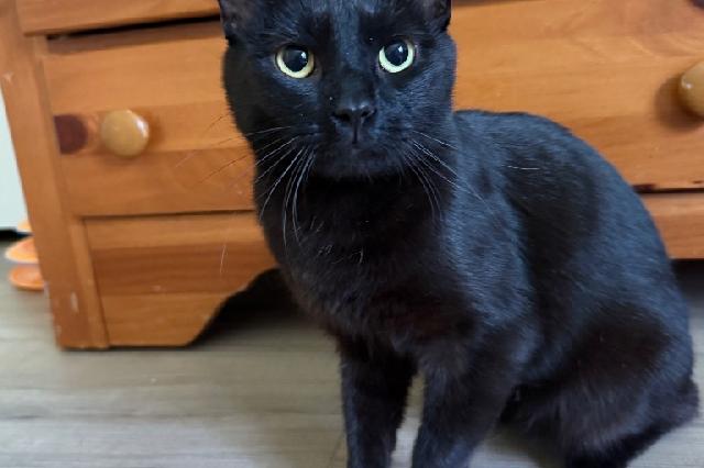 My name is Crickette and I am ready for adoption. Learn more about me!