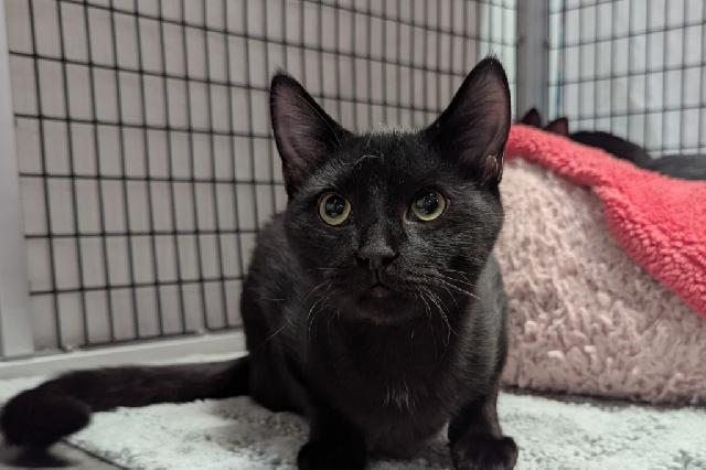 My name is Whoppers and I am ready for adoption. Learn more about me!