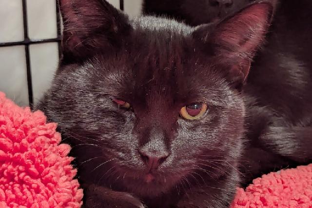 My name is Jelly Bean and I am ready for adoption. Learn more about me!