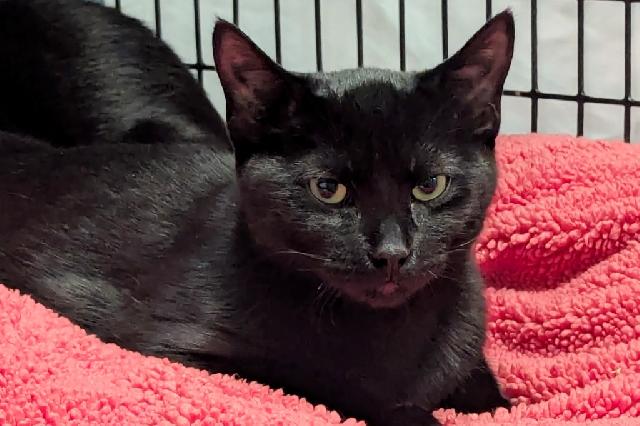 My name is Lollipop and I am ready for adoption. Learn more about me!