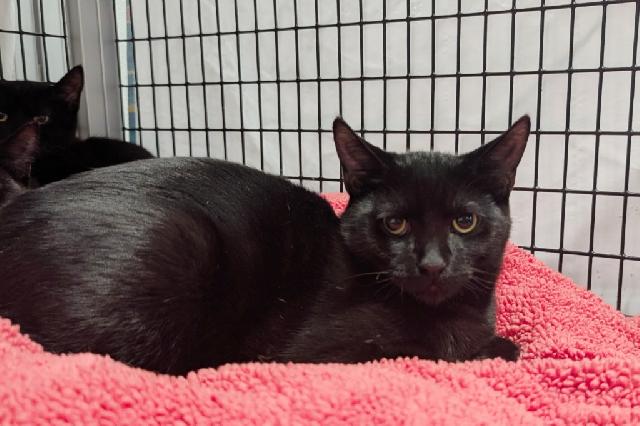 My name is Mentos and I am ready for adoption. Learn more about me!
