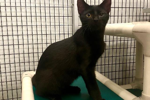 My name is Fruit Gusher and I am ready for adoption. Learn more about me!