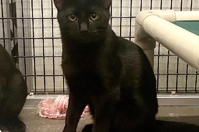 My name is Gobstopper and I am ready for adoption. Learn more about me!