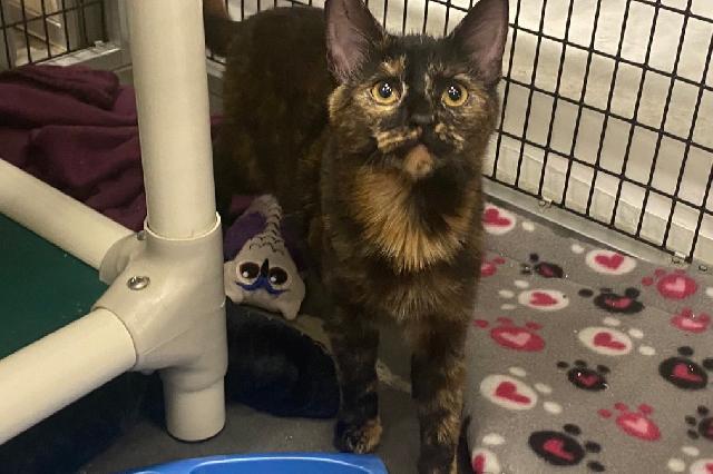 My name is Pixy Stix and I am ready for adoption. Learn more about me!