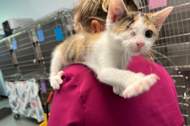 My name at SAFE Haven was Hickory and I was adopted!