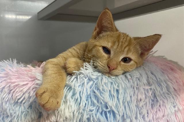 My name at SAFE Haven was Dock and I was adopted!