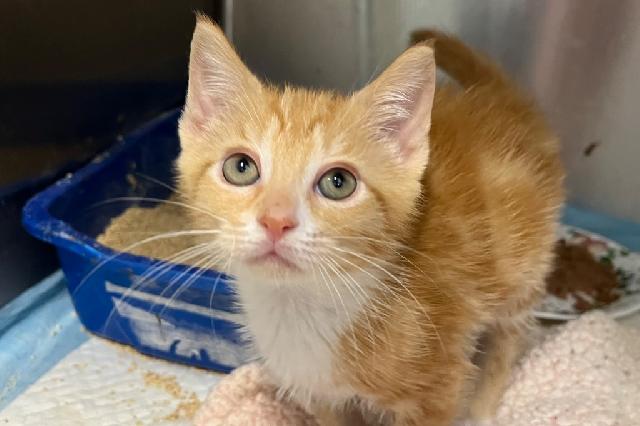 My name at SAFE Haven was Dickory and I was adopted!
